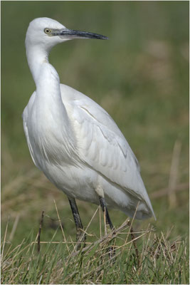 kleine zilverreiger