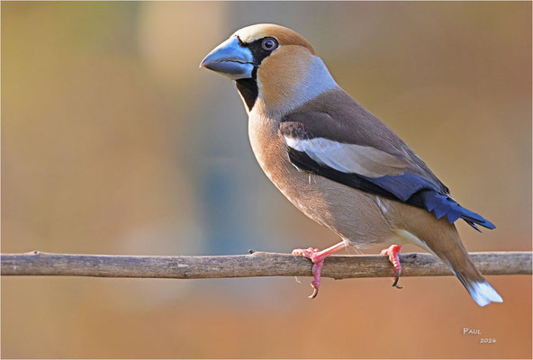 appelvink