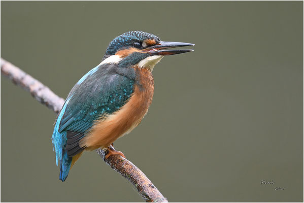 ijsvogel
