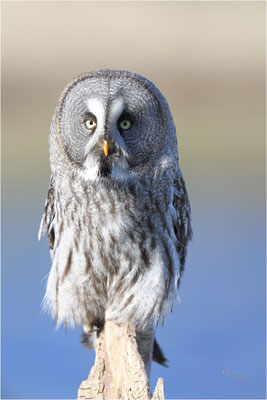 laplanduil