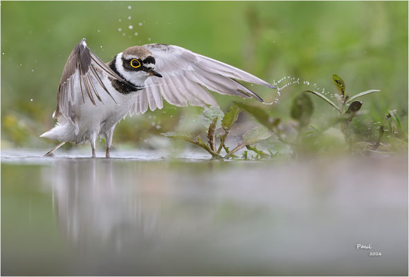 kleine plevier