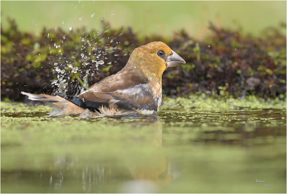 appelvink