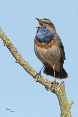 blauwborst