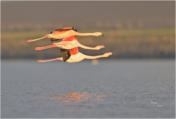 flamingo