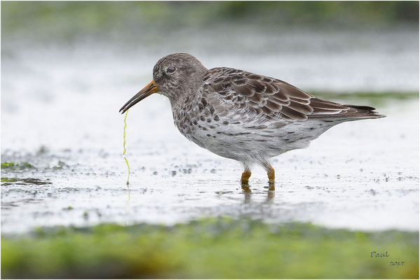 paarse strandloper