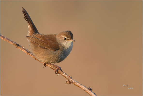 cetti's zanger