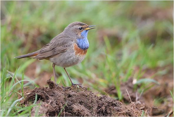 blauwborst