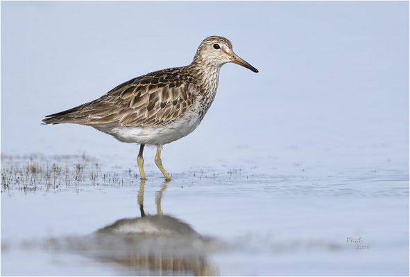 gestreepte strandloper
