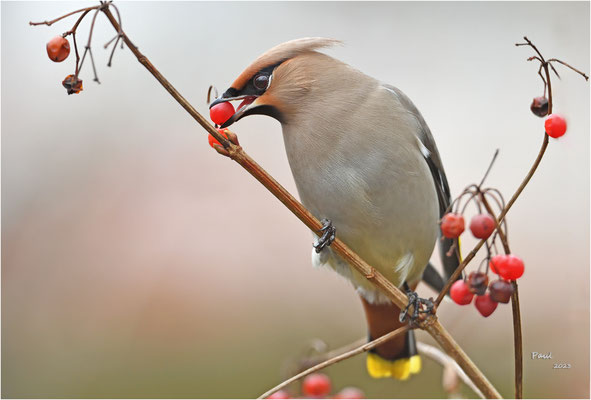 pestvogel
