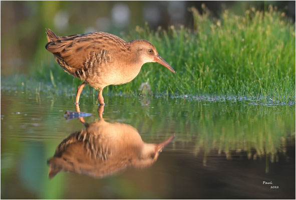 waterral