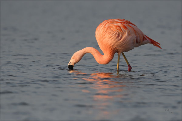 chileense flamingo