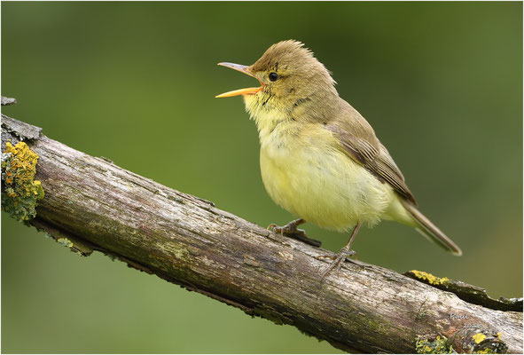 orpheusspotvogel