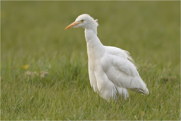 koereiger