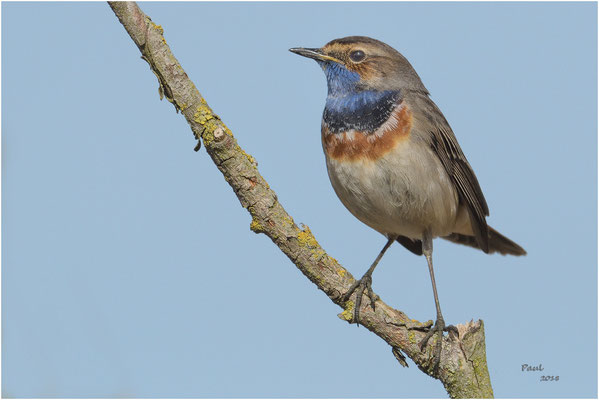 blauwborst