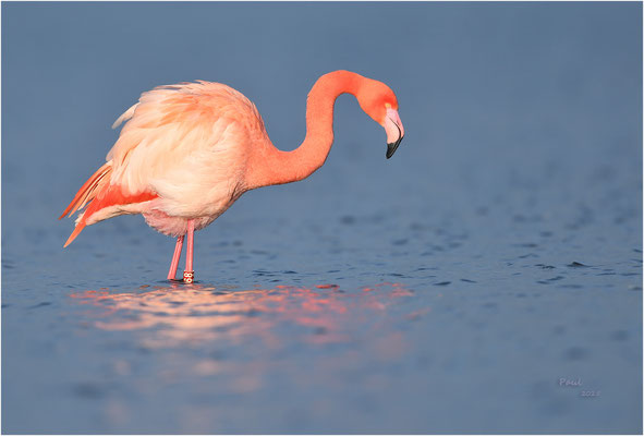 flamingo