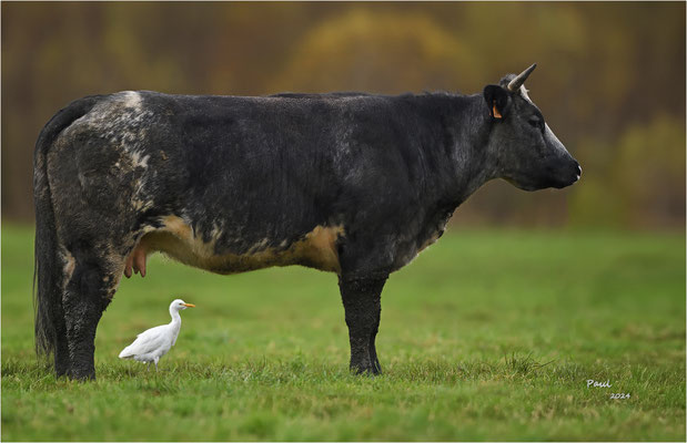 koereiger