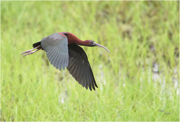 zwarte ibis