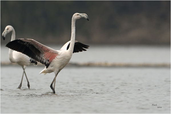 flamingo