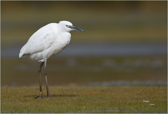 kleine zilverreiger