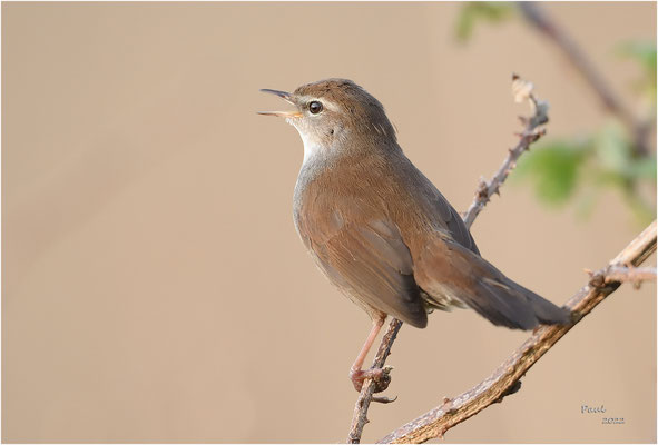 cetti's zanger