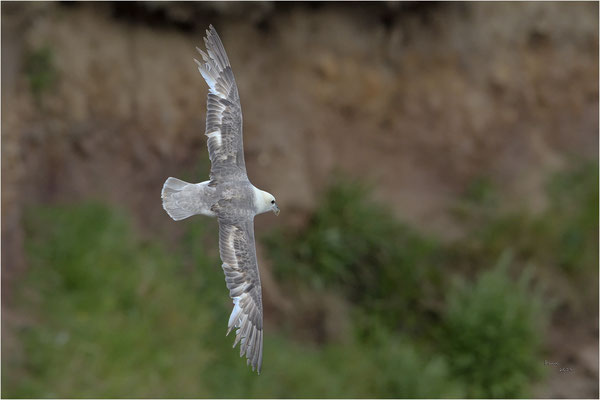 noordse stormvogel