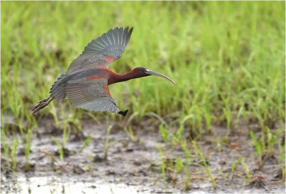 zwarte ibis