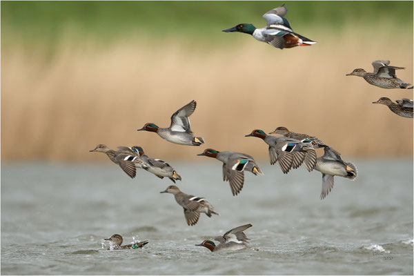 wintertaling