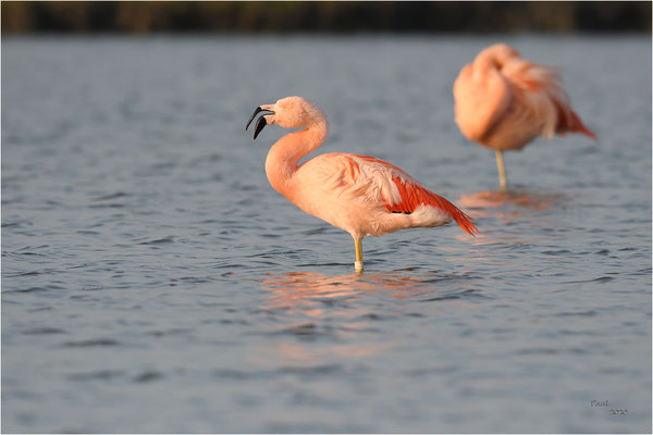 chileense flamingo