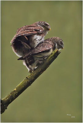 dwerguil