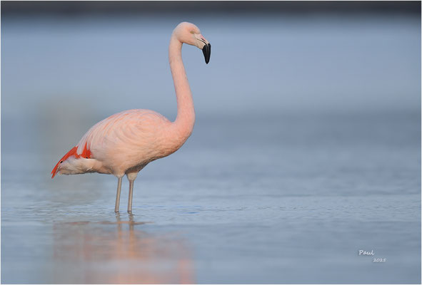 flamingo