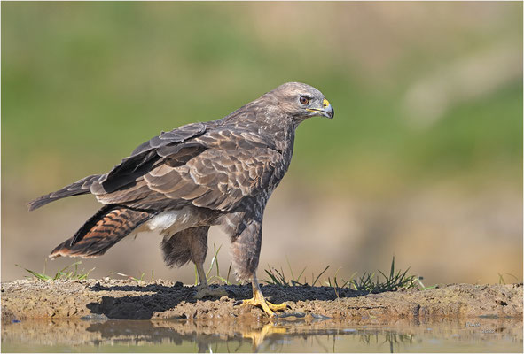 buizerd