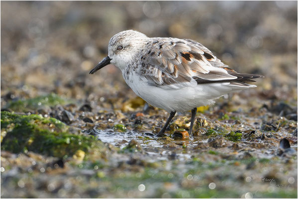 drieteenstrandloper
