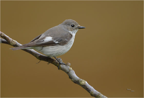 bonte vliegevanger