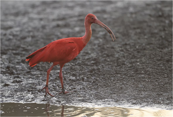 rode ibis
