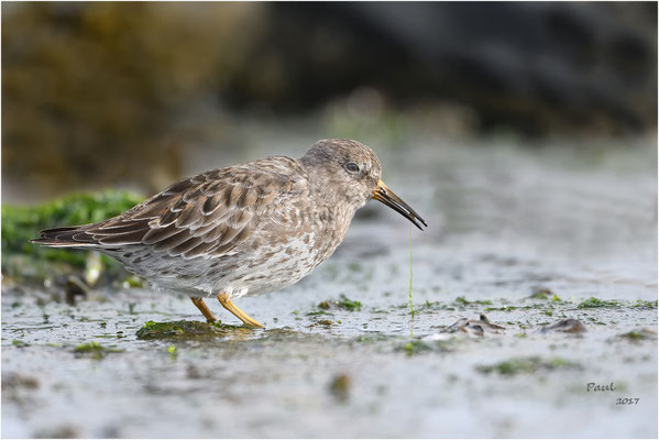 paarse strandloper