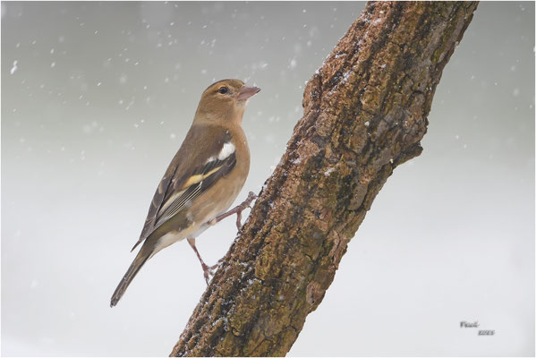 vink