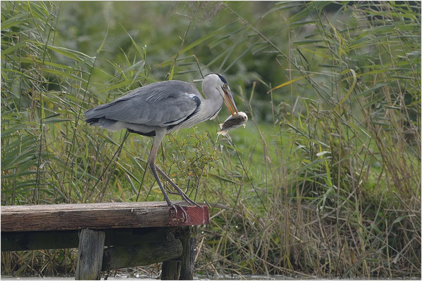 blauwereiger