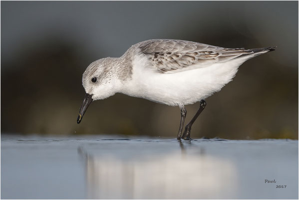 drieteenstrandloper