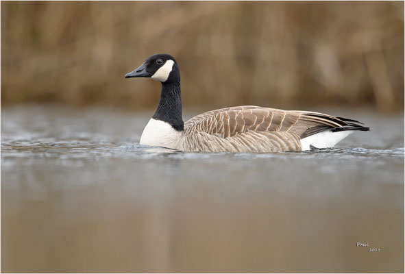 canada gans