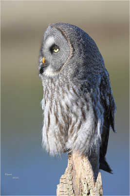 laplanduil