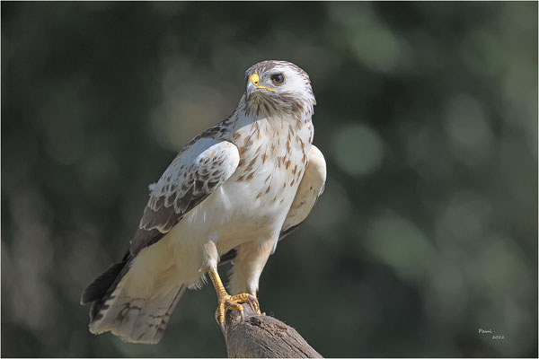 buizerd