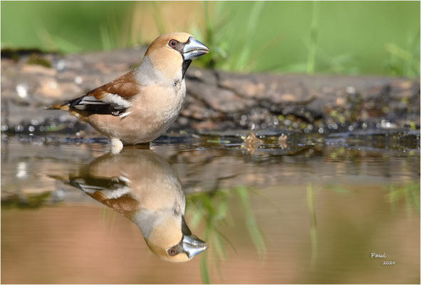 appelvink