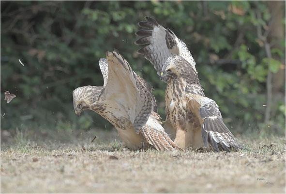 buizerd