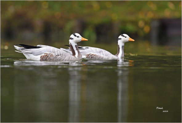 indische gans