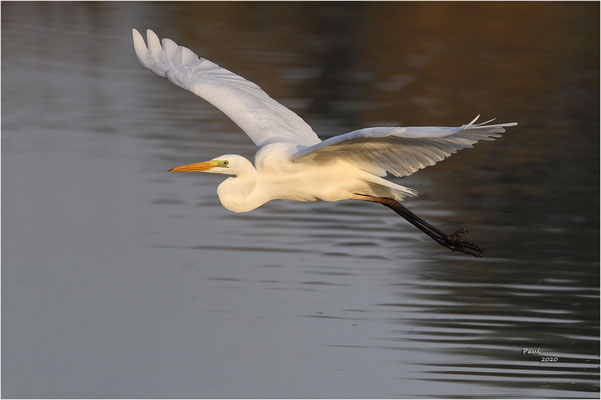 grote zilverreiger