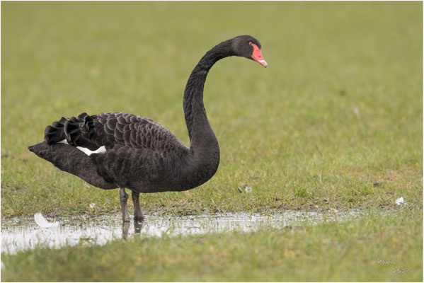 zwarte zwaan