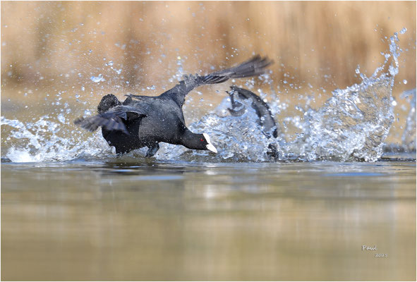 meerkoet