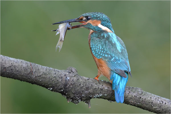 ijsvogel
