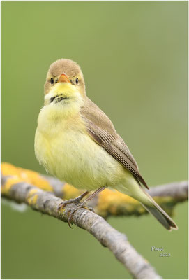 orpheusspotvogel