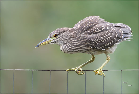 kwak